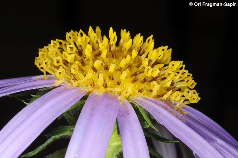 Image of European Michaelmas-daisy