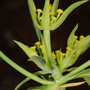 Image of Bupleurum brevicaule Schltdl.