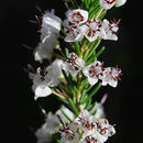 Image of Autumn Heather