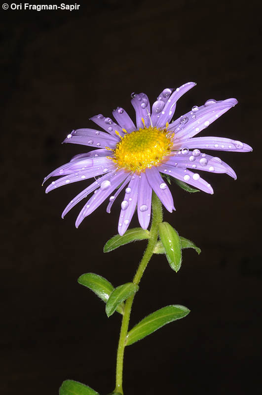 Image of European Michaelmas-daisy