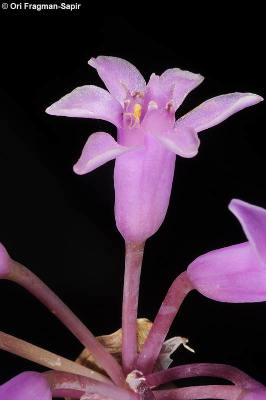 Tulbaghia simmleri Beauverd resmi