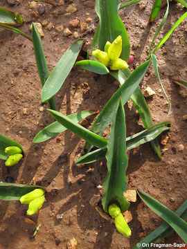 Imagem de Lachenalia reflexa Thunb.