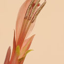 Imagem de Gladiolus abbreviatus Andrews