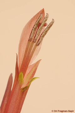 Gladiolus abbreviatus Andrews resmi