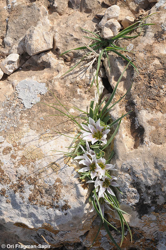 Image of Androcymbium palaestinum Baker