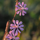 Image of Silene colorata Poir.