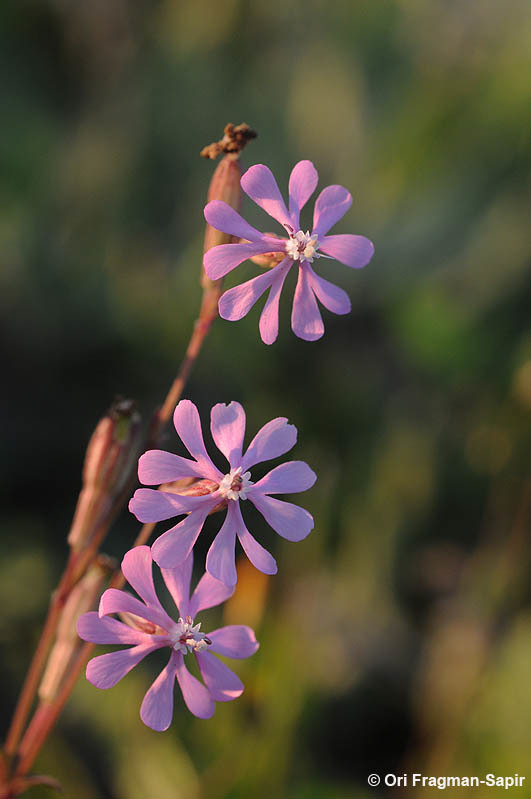 Image of Silene colorata Poir.