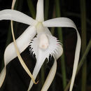 Plancia ëd Brassavola