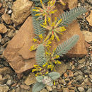 Image of Astragalus sparsus Decne.