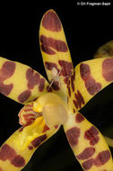 Image of Leopard orchid