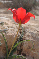 Image of Tulipa systola Stapf