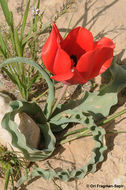 Tulipa systola Stapf的圖片