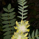 Image of Astragalus oocephalus Boiss.