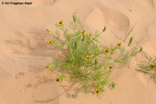 Image of Adonis dentata Delile