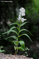 Imagem de Cephalanthera longifolia (L.) Fritsch