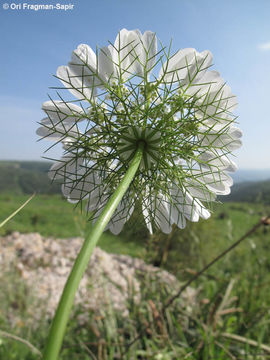 Image of Artedia squamata L.