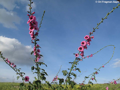 Image of Alcea digitata (Boiss.) Alef.