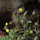 Слика од Viola occulta Lehm.