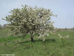 Image of Pyrus syriaca Boiss.