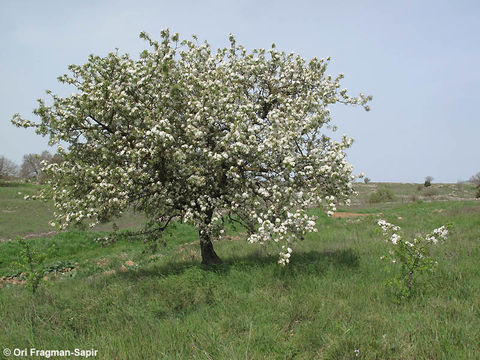 Plancia ëd Pyrus syriaca Boiss.