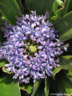 Scilla peruviana L. resmi