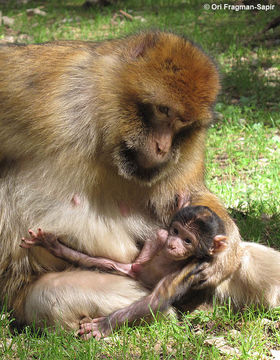 Image of Barbary Ape