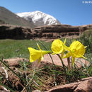 Image de Narcissus jeanmonodii Fern. Casas