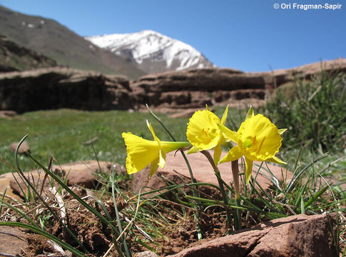 Image of Narcissus jeanmonodii Fern. Casas