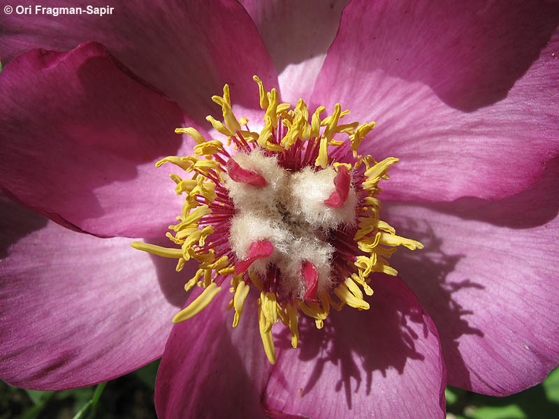 Image of wild peony