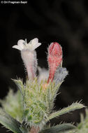 Image of Moltkiopsis ciliata (Forsk.) I. M. Johnst.