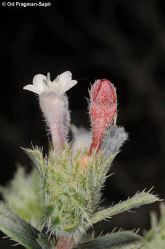 Image de Moltkiopsis ciliata (Forsk.) I. M. Johnst.