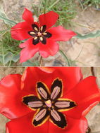 Image of Tulipa systola Stapf