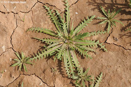 Imagem de Neotorularia torulosa (Desf.) Hedge & J. Léonard