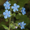 Imagem de Brunnera orientalis (Schenk) I. M. Johnst.