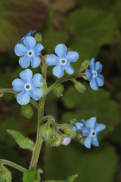 Image of Brunnera orientalis (Schenk) I. M. Johnst.