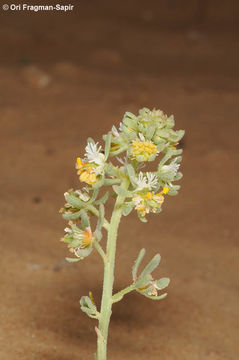 Image of Reseda arabica Boiss.