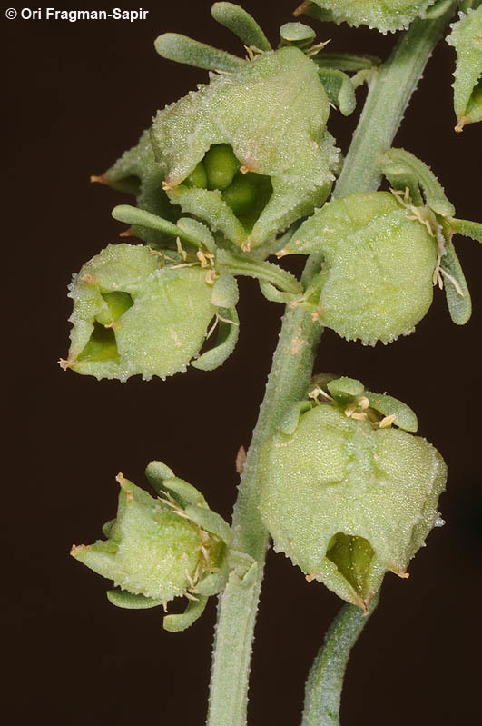 Image of Reseda arabica Boiss.