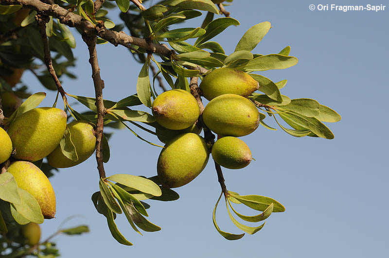 Image of Argan