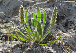 Image of Plantago bellardii All.