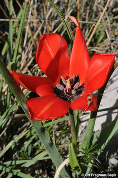 Tulipa agenensis Redouté的圖片