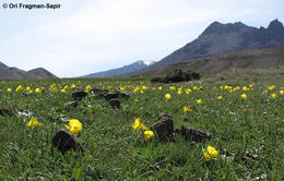 Image of Narcissus jeanmonodii Fern. Casas