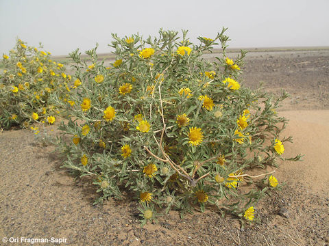 Image of Asteriscus graveolens (Forsk.) Less.