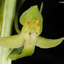 Image of <i>Platanthera chlorantha</i> ssp. <i>holomboei</i>