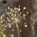 Image of Allium sindjarense Boiss. & Hausskn. ex Regel