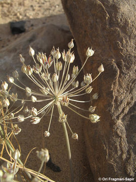 Image of Allium sindjarense Boiss. & Hausskn. ex Regel