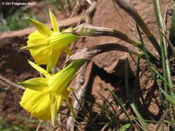 Image of Narcissus jeanmonodii Fern. Casas