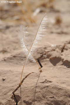 Imagem de Erodium crassifolium (Forsk.) L'Hér.