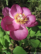 Image of wild peony