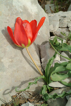 Image de Tulipa agenensis Redouté