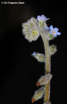 Image de Myosotis refracta Boiss.